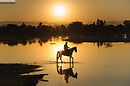 Marwari horse and rider at sunset in lake