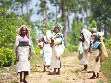 Prekäre Situation in den Teeplantagen von Nuwara Eliya