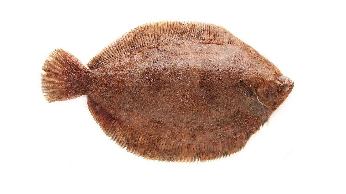 Dover Sole