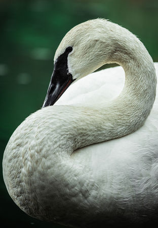 Close-up of a swan with its neck bent backward in a graceful curve.