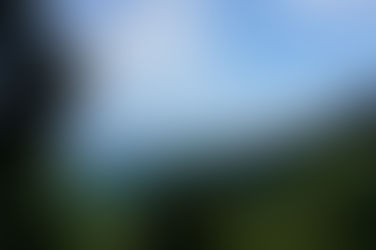 ノルウェーの森?高尾の森?