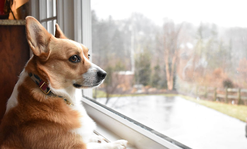 treating-separation-anxiety-in-dogs-1117889-hero-0d35984acceb4bd59d327d524f8c9ed7.jpg