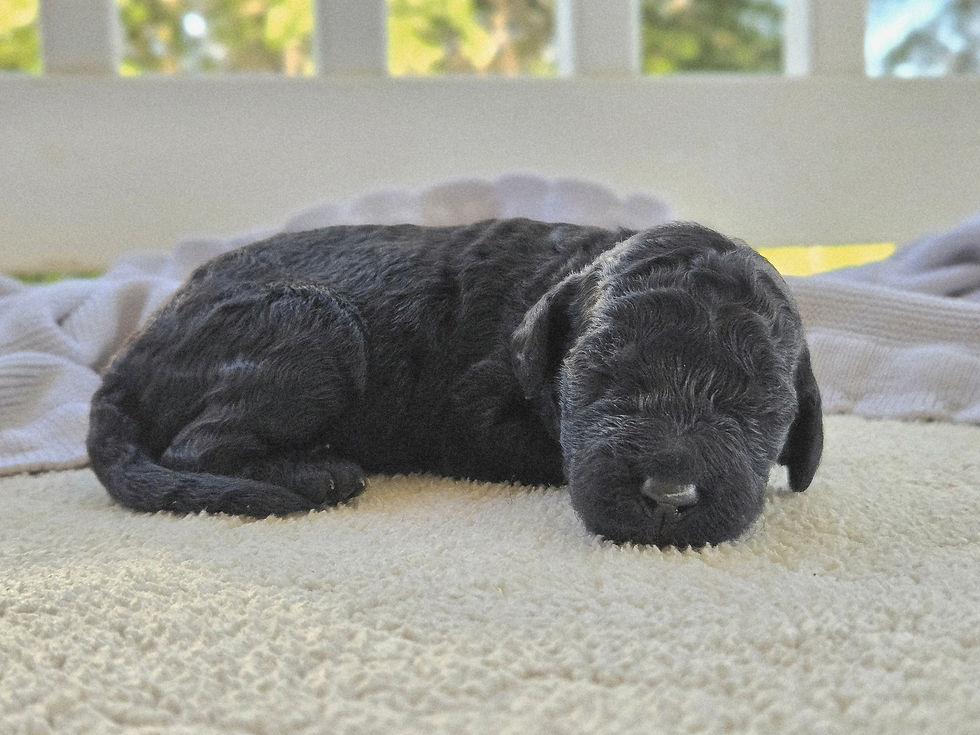 Cricket - 1 week old
