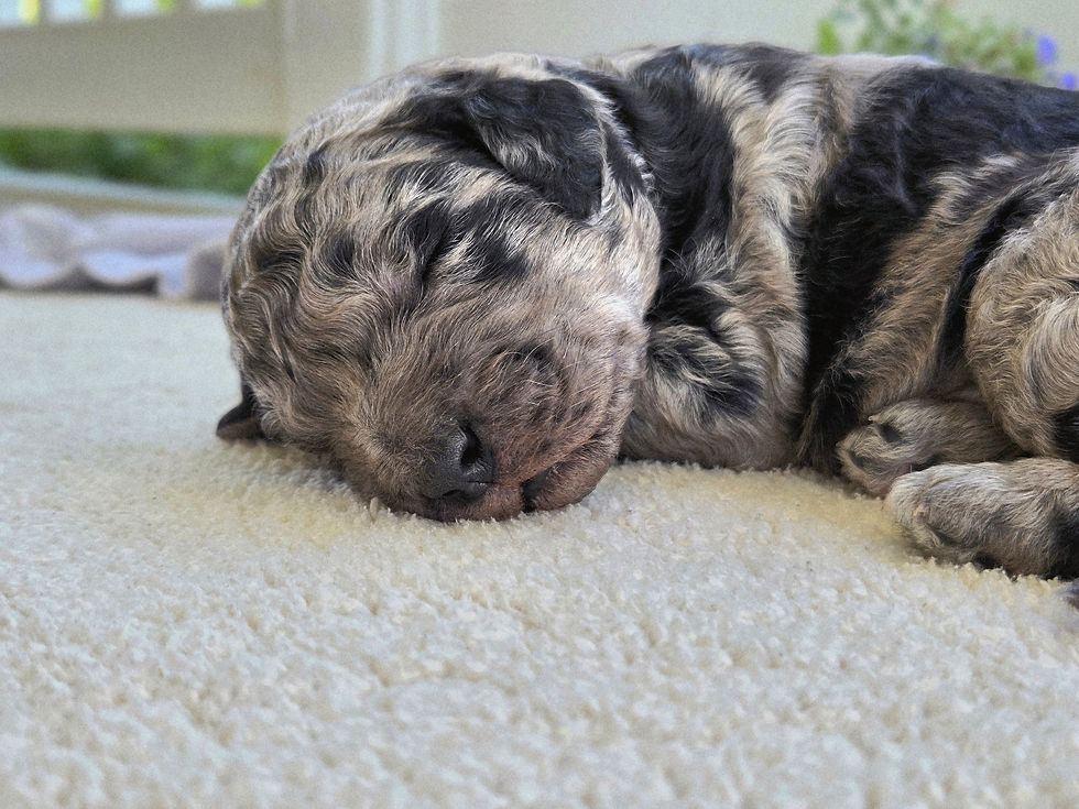 Sherlock - 1 week old