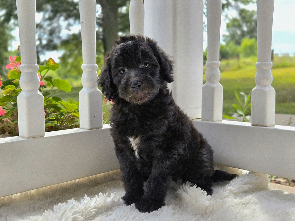 Silver Belle - 6 weeks