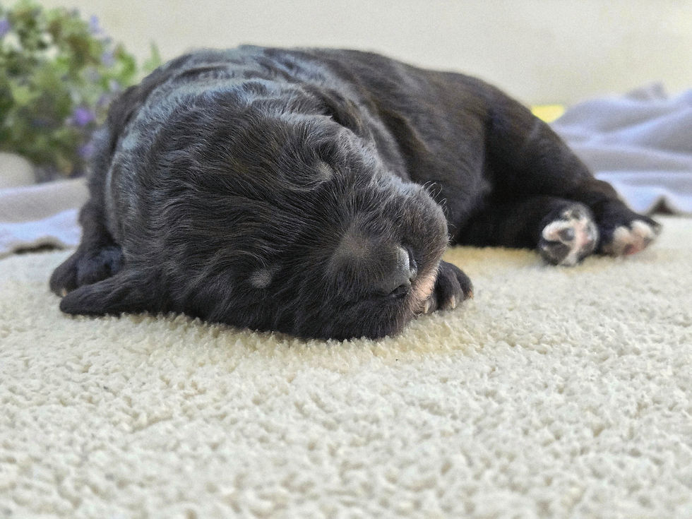 Mystery - 1 week old