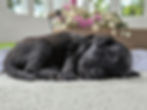 Huxley - 2 weeks old