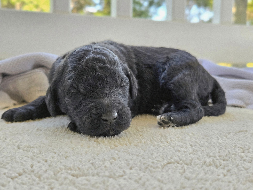 Pip - 1 week old