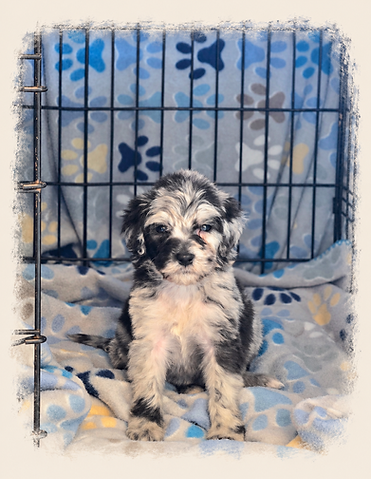 Merle Puppy in a Cozy Crate.png