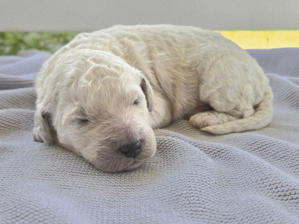 Cardigan - 1 week old