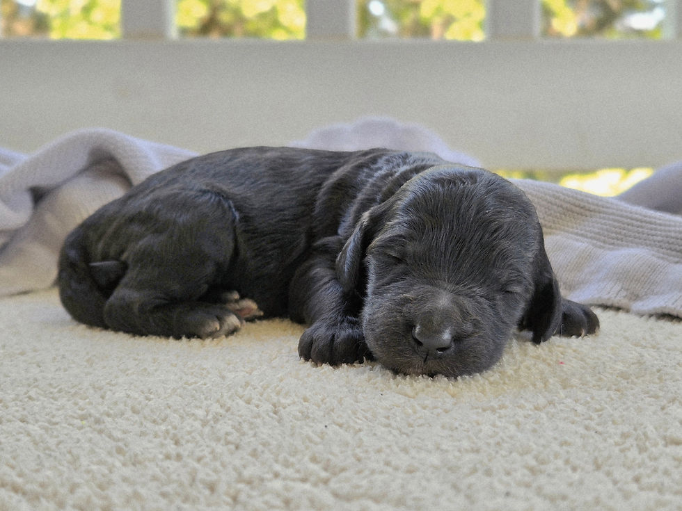 Sparrow - 1 week old