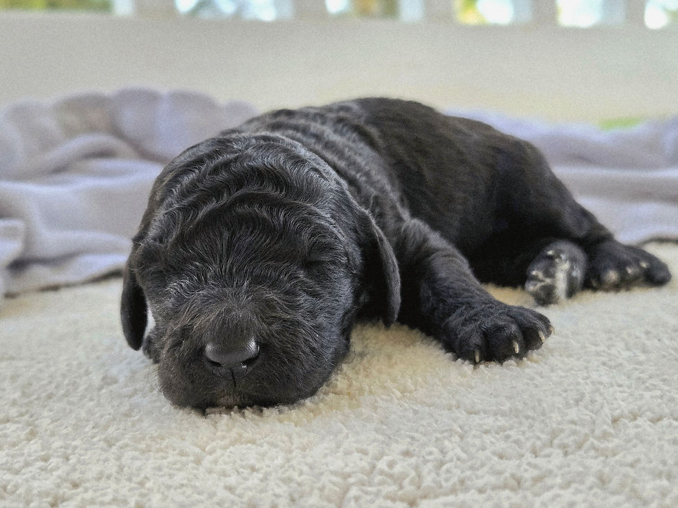 Lark - 1 week old