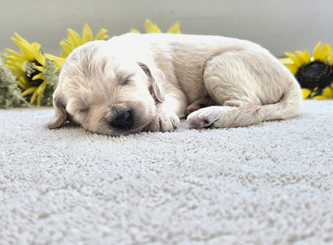 F1b Goldendoodle