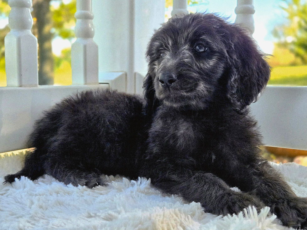 Huxley - 8 weeks