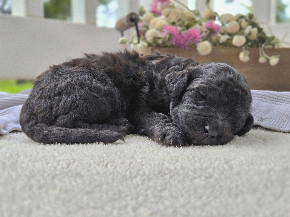 Corduroy - 2 weeks old