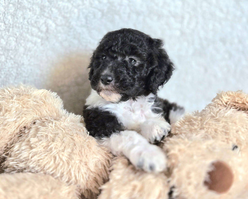 Pebble 5 weeks