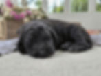 Tucker - 2 weeks old