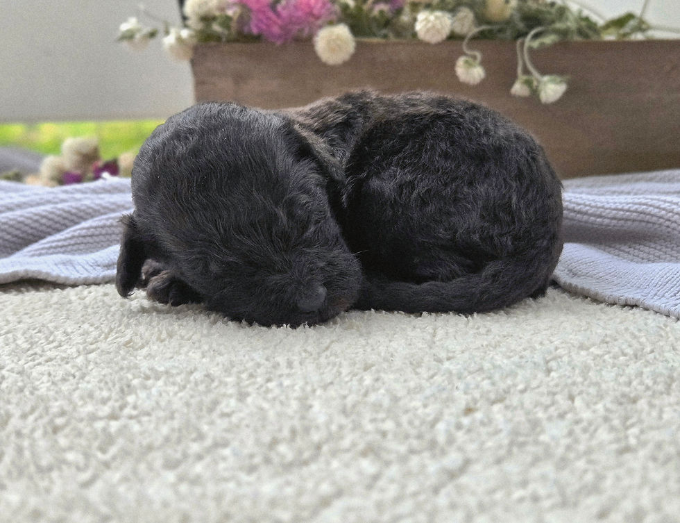 Jingle - 2 weeks old