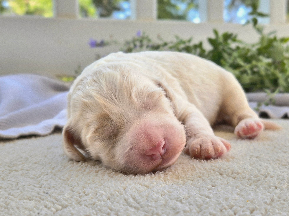 Watson - 1 week old