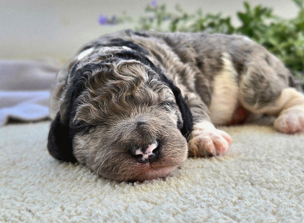 Puzzle - 1 week old