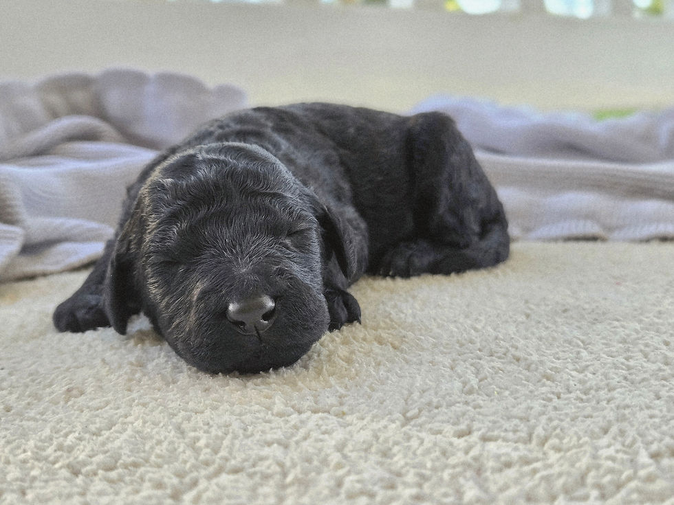 Chamomile - 1 week old