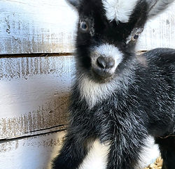 Baby Doll Moonspotted Nigerian Dwarf Doeling