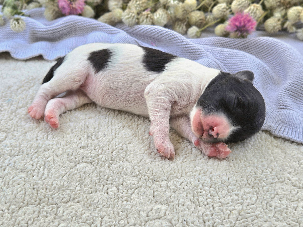 Carnival - 1 week old