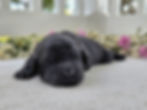 Tucker - 1 week old