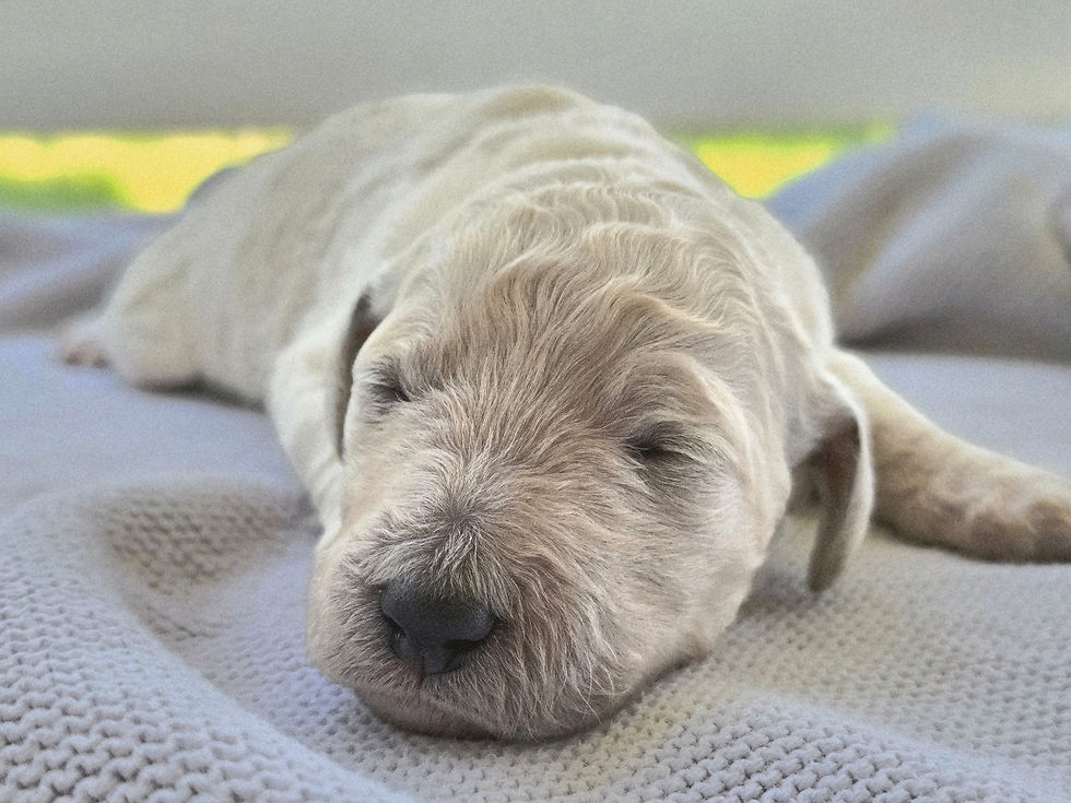 Prim - 1 week old