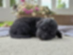 Fergus - 2 weeks old