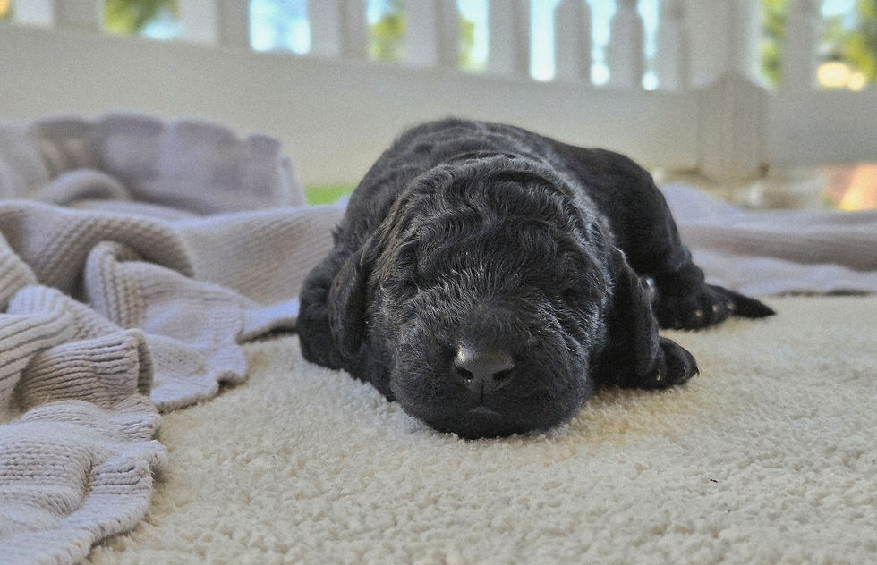 Ziggy - 1 week old