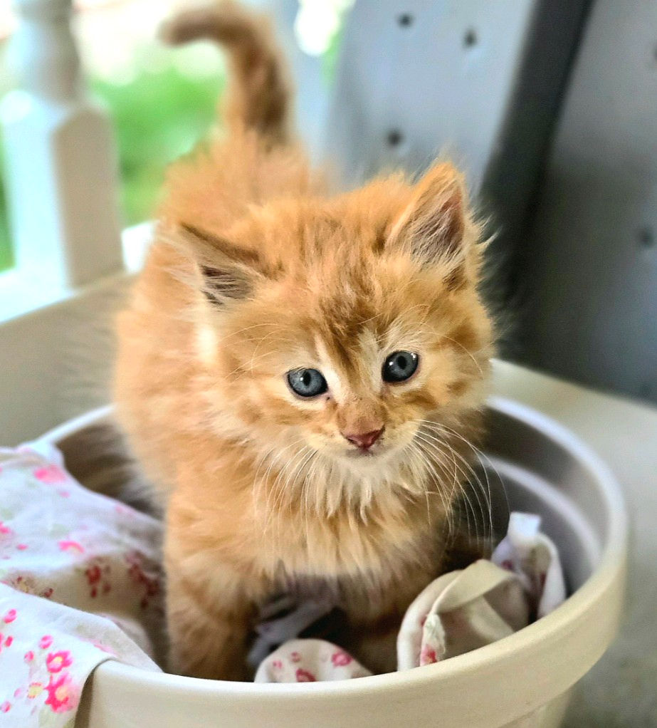 maple
