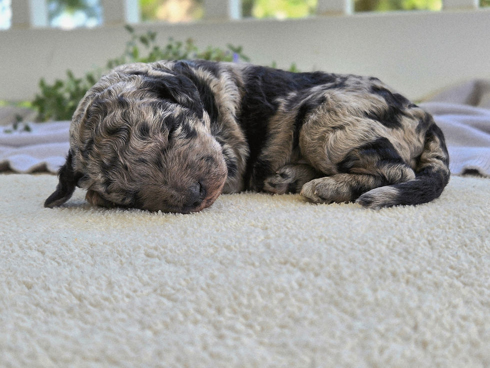 Sherlock - 1 week old