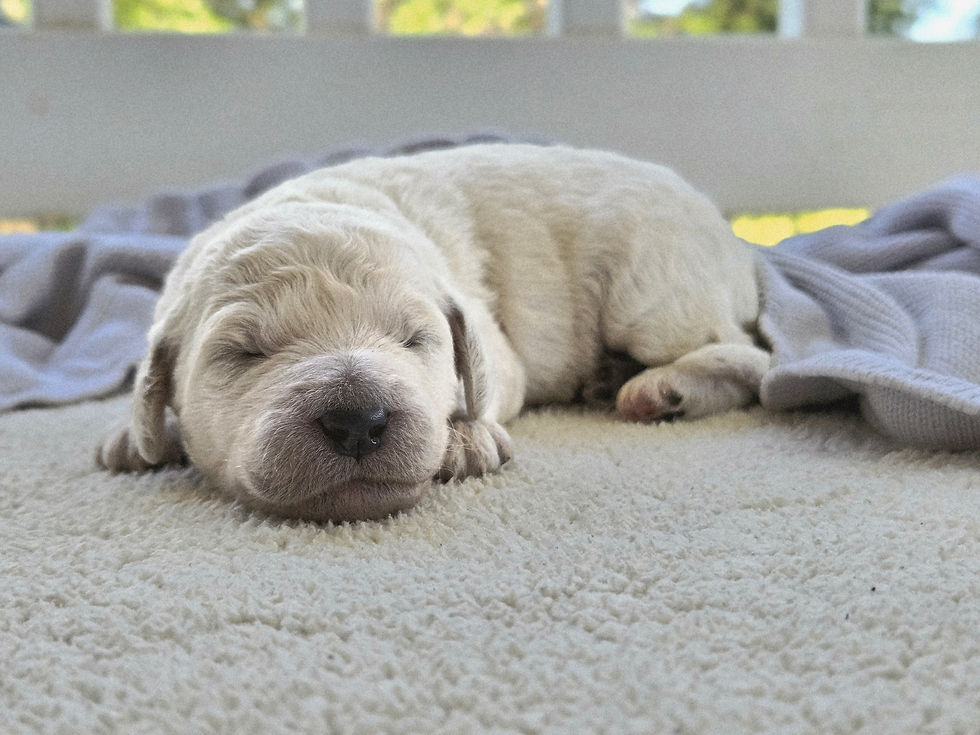 Jersey - 1 week old
