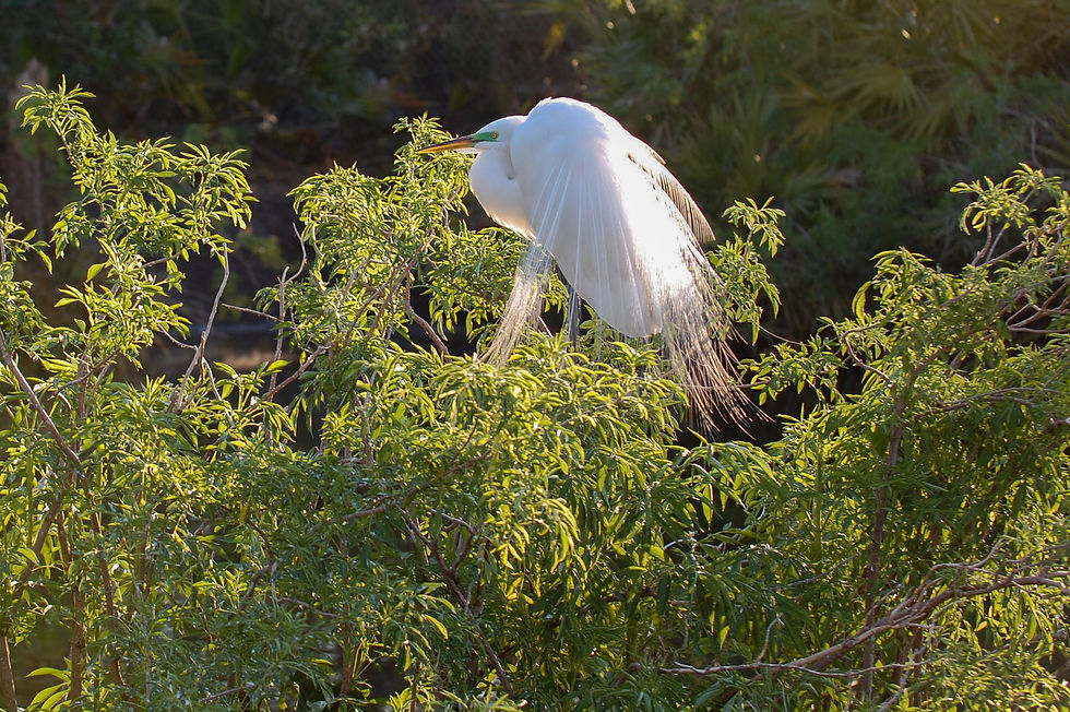 Beautiful Egret Fine Art Print