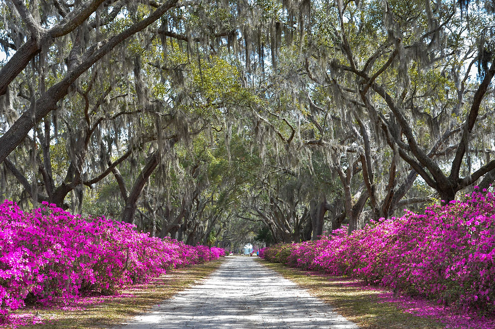 Southern Charm-Azalea, Tree and Moss Lined Road Fine Art Print