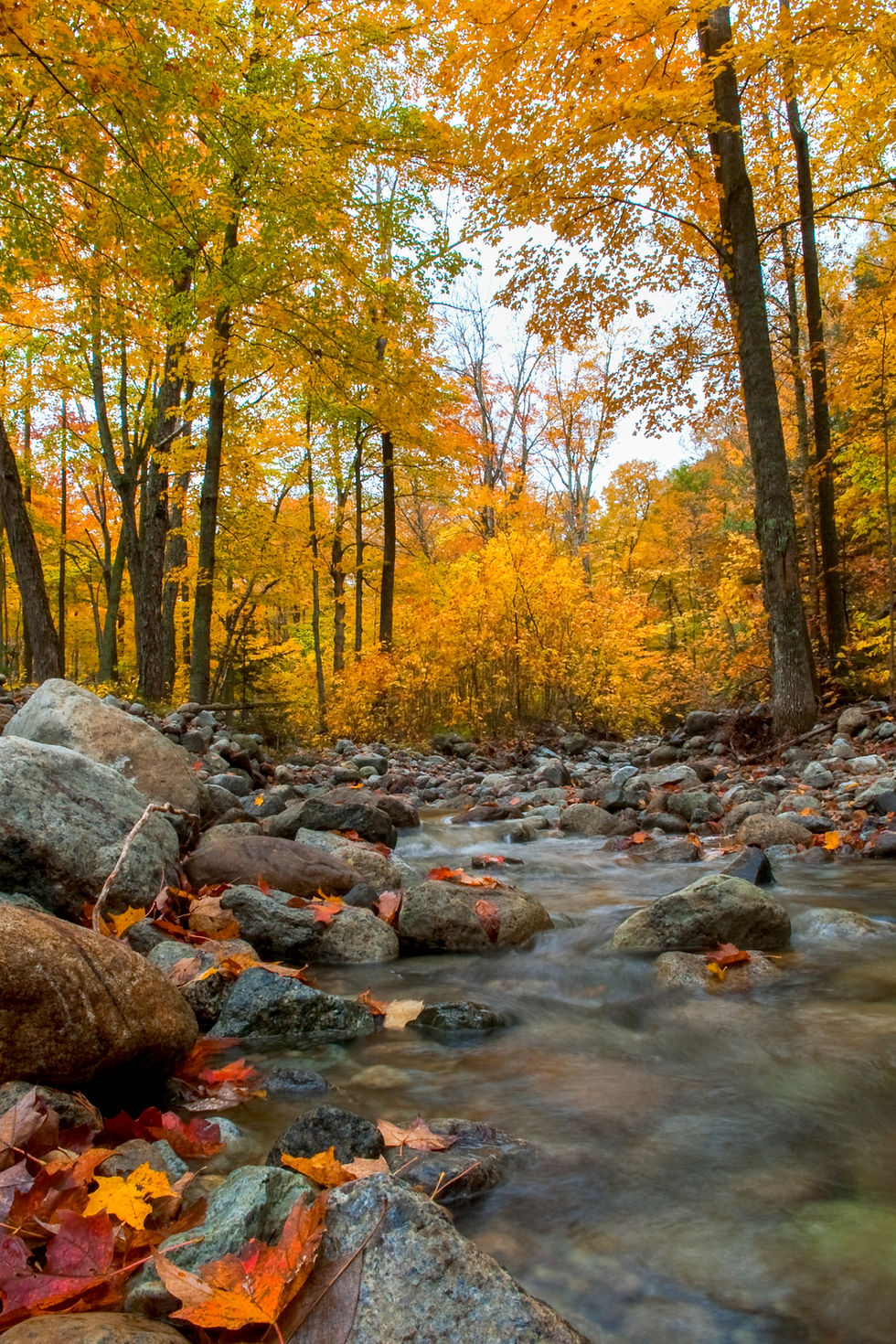 Fall in the Adirondack's Fine Art Print