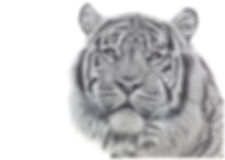 Tiger portrait in black and white as a limited edition giclée print from an original tiger portrait in graphite pencil by K Hester fine art