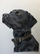 hyper realistic Black Labrador colour pencil dog portrait commission