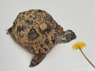 hyper realistic tortoise memorial pet portrait commission drawn in colour pencils by Katie Hester
