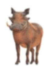 Warthog with long tusks standing facing forward, isolated on white background.