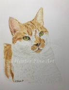 photo realistic ginger and white cat pet portrait commission drawn in colour pencils by Katie Hester
