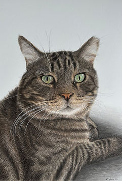 Detailed hand drawn tabby cat with green eyes, pet portrait commissions.
