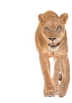 Lioness walking directly towards viewer, isolated on white background.