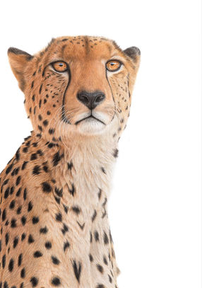 Majestic cheetah head with piercing golden eyes against a white background.