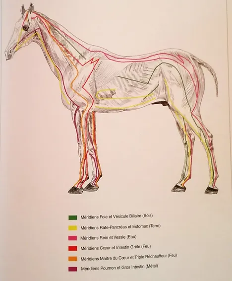 Les Meridiens Shiatsu Equin 77 Elodie Dangoisse In this short presentation you can watch the beginning of a shiatsu session on a 9 year old horse, ex show jumper, belonging to carol and neil wivell. wix com