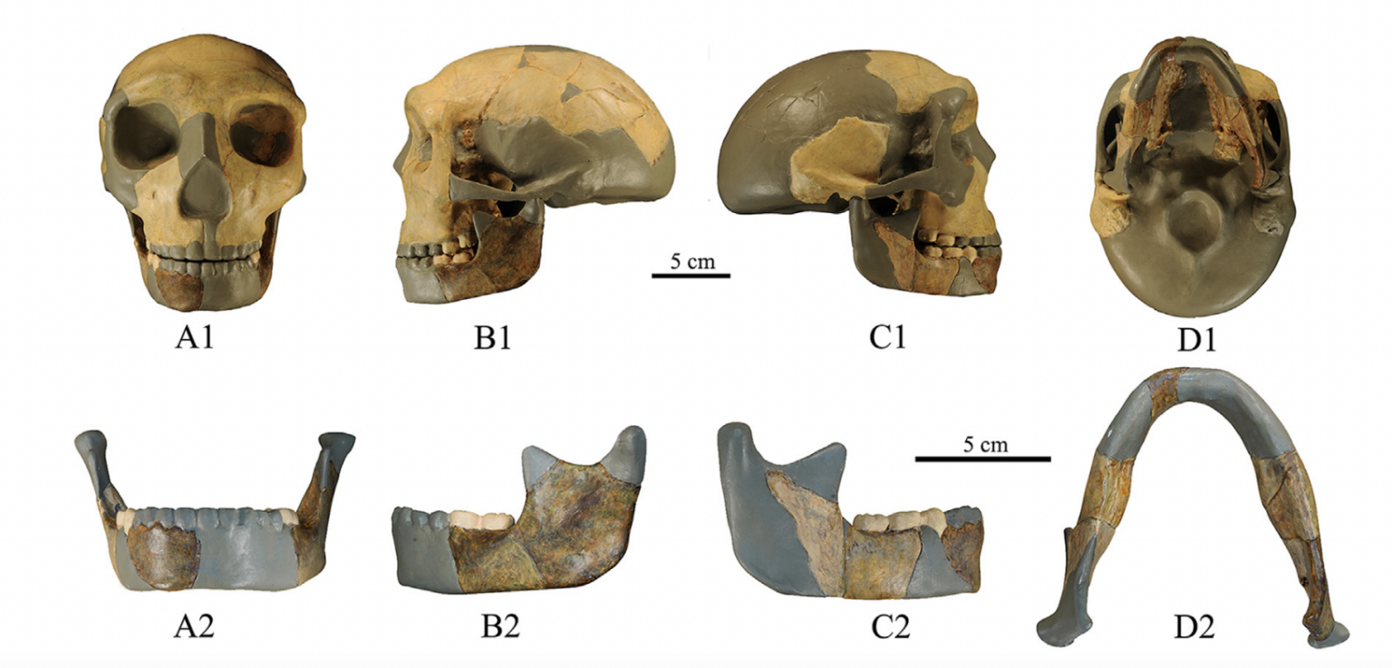 The skull and jaws of HLD 6. (Wu et al., Journal of Human Evolution, 2023)