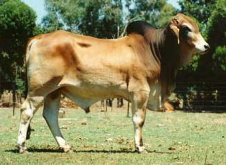 Mylora Yardley.jpg