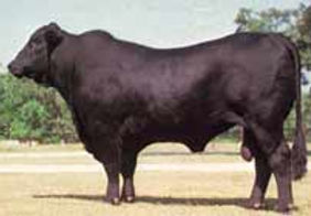 Wildcard for Web (1).jpg