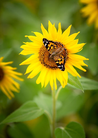 Butterfly landing on a bright yellow sunflower